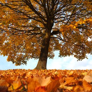 2143 A Sacrifice of Praise