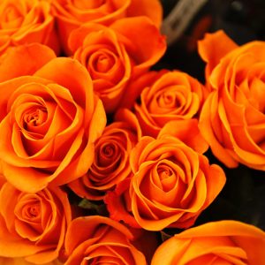 2312 The Great Influencer