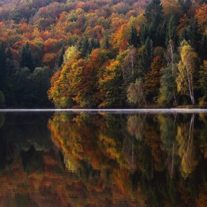 2459 Without Wavering