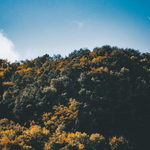 2497 In Quietness and Rest