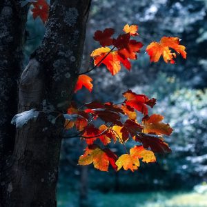 2505 Renew Your Focus