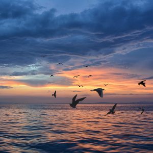 2557 On a Wing and a Borrowed Prayer