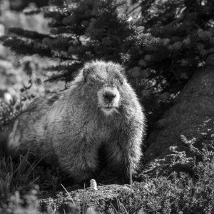 2581 A Time Loop on Groundhog Day