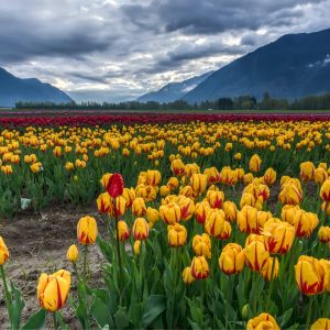 2631 Go to Higher Ground