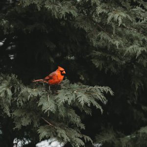 2624 A Piece of Good News