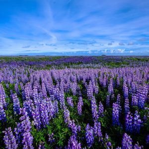 2657 Live Life to Express