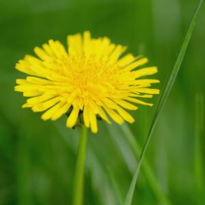 2694 Be a Voice in the Weeds