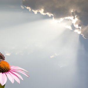 2762 Show Yourself What’s Possible