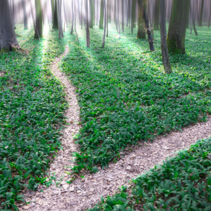 2769 Implement Your Decisions