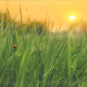 2790 Do What You Believe is Great Work