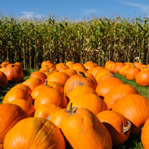 2825 Bear Good Fruit