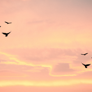 2879 Hope Is Where Your Heart Thrives