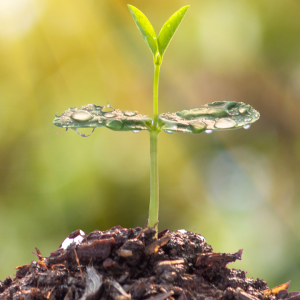 2921 Cultivate the Soil of Your Soul