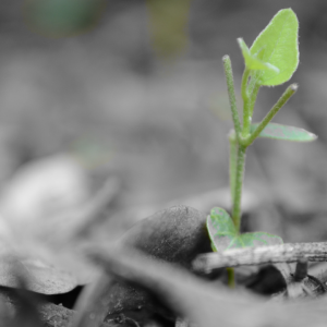 2930 Fix Your Eyes Forward