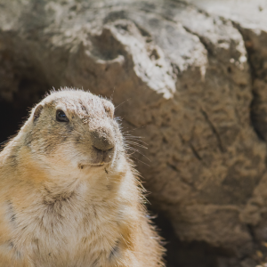 2939 Will You See Your Shadow?